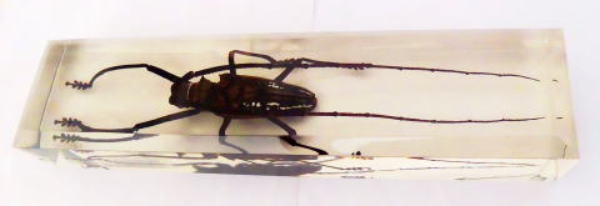 batocera wallacei 1